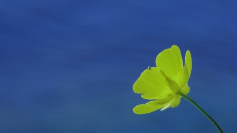 5_Flower in front Blue